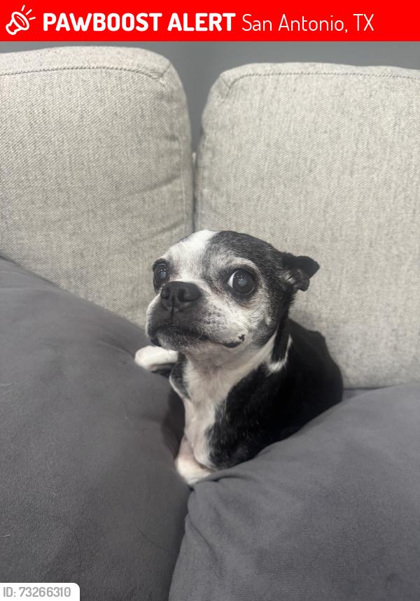 Lost Female Dog last seen Intersection of Wells Pt and Darmondale, San Antonio, TX 78261