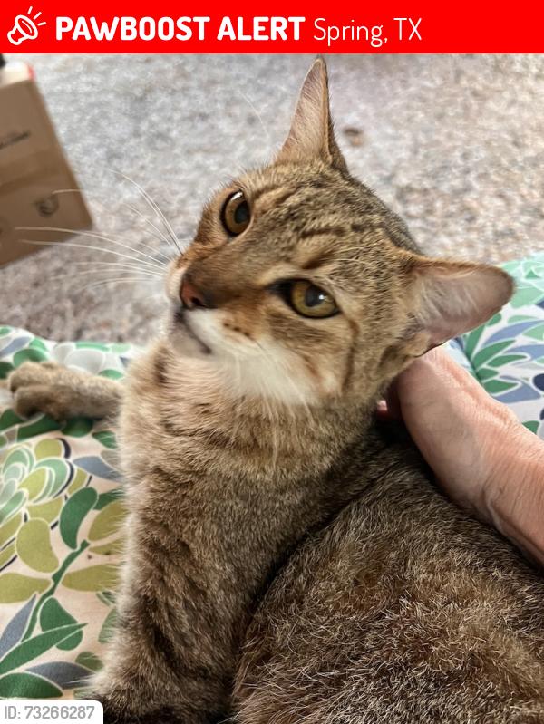 Lost Unknown Cat last seen Oxted & Fenchurch, Parish Hall Dr, Spring, TX 77379
