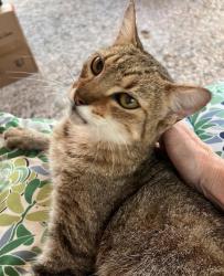 Lost Unknown Cat last seen Oxted & Fenchurch, Parish Hall Dr, Spring, TX 77379