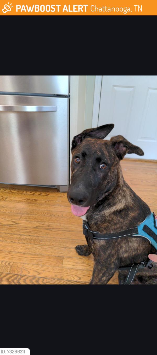 Found/Stray Male Dog last seen Belleau Woods dr, Chattanooga, TN 37421