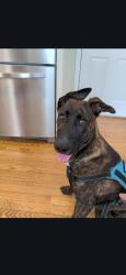 Found/Stray Male Dog last seen Belleau Woods dr, Chattanooga, TN 37421