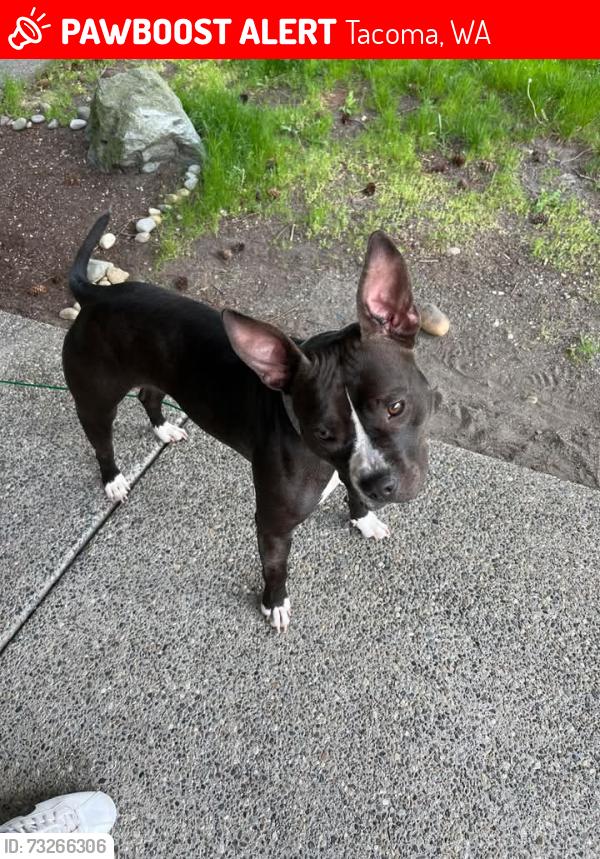 Lost Female Dog last seen 88th and Yakima, Tacoma, WA 98444