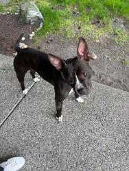Lost Female Dog last seen 88th and Yakima, Tacoma, WA 98444
