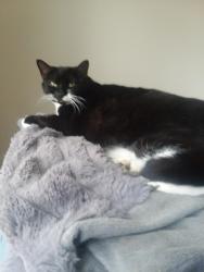 Reunited Female Cat last seen Friden, Pimmit Hills, VA 22043