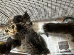 Shelter Stray Female Cat last seen , 3201 Lacy St, Los Angeles, CA 90031, USA