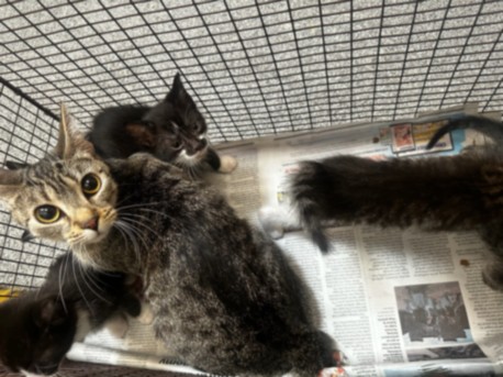Shelter Stray Female Cat last seen , 3201 Lacy St, Los Angeles, CA 90031, USA