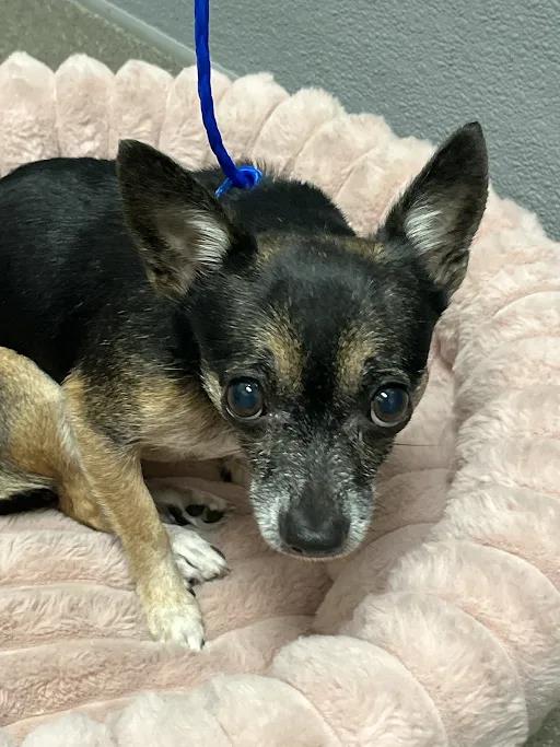 Shelter Stray Female Dog last seen Near BLOCK S MARYLAND PKWY, LAS VEGAS NV 89119, 655 N Mojave Rd, Las Vegas, NV 89101, USA