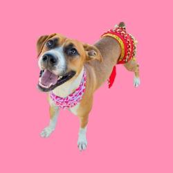 Shelter Stray Female Dog last seen Near BLOCK EASTER ST, BAKERSFIELD CA 93307, 3951 Fruitvale Ave, Bakersfield, CA 93308, USA