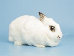 Shelter Stray Female Other last seen NOT PROVIDED, 5501 E Van Buren St, Phoenix, AZ 85008, USA