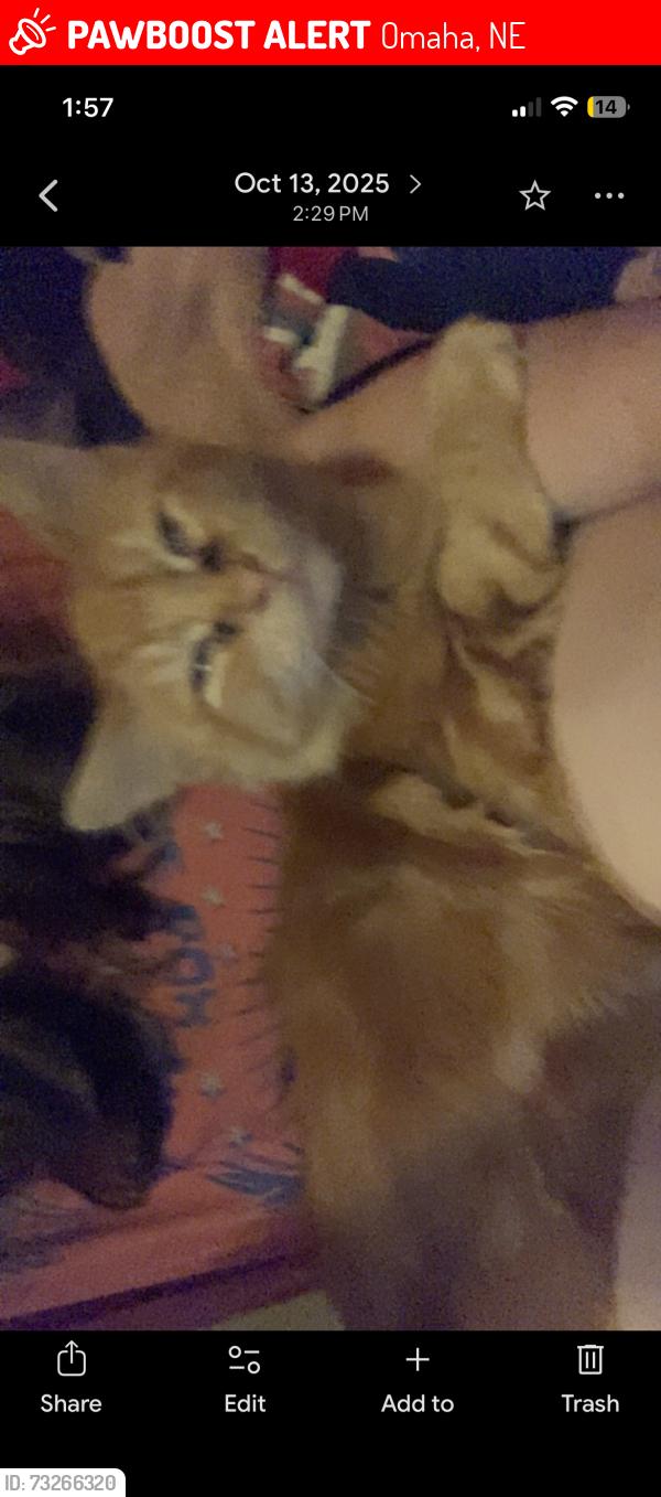 Lost Male Cat last seen N 42nd and Nebraska ave, Omaha, NE 68111