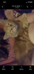 Lost Male Cat last seen N 42nd and Nebraska ave, Omaha, NE 68111
