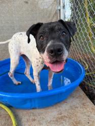 Shelter Stray Female Dog last seen CHARLOTTE, 8315 Byrum Dr, Charlotte, NC 28217, USA