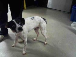 Shelter Stray Male Dog last seen CHARLOTTE, 8315 Byrum Dr, Charlotte, NC 28217, USA