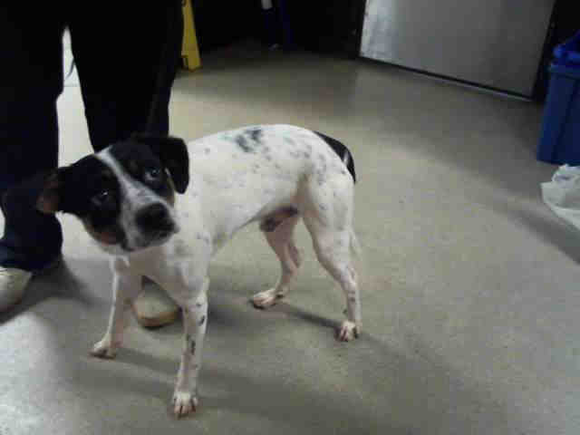 Shelter Stray Male Dog last seen CHARLOTTE, 8315 Byrum Dr, Charlotte, NC 28217, USA