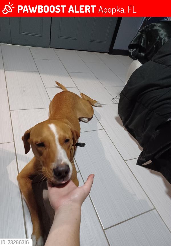 Lost Male Dog last seen Thompson apopka FL, Apopka, FL 32712