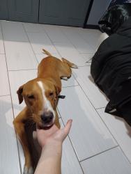 Lost Male Dog last seen Thompson apopka FL, Apopka, FL 32712