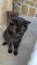 Lost Male Cat last seen FM 6, Caddo Mills, TX 75135