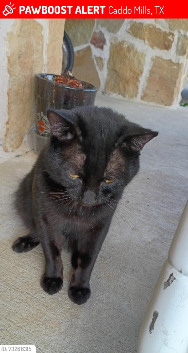 Lost Male Cat last seen FM 6, Caddo Mills, TX 75135
