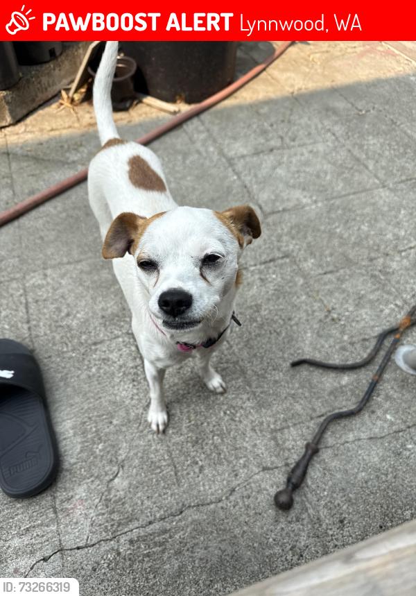 Lost Female Dog last seen Near the Lynnwood Church, Lynnwood, WA 98087