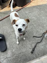 Lost Female Dog last seen Near the Lynnwood Church, Lynnwood, WA 98087