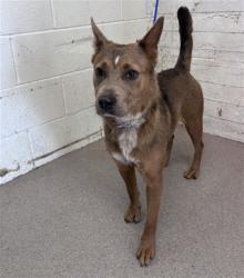 Shelter Stray Female Dog last seen WILD WOOD DOG PARK, 333 Chandler Pl, San Bernardino, CA 92408, USA