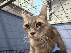 Shelter Stray Female Cat last seen FAIRVIEW DR & SPOHN AVE, FONTANA, CA, 92336, USA, 333 Chandler Pl, San Bernardino, CA 92408, USA