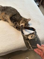Reunited Male Cat last seen Fairlakes pointe dr, Rockwall, TX 75087