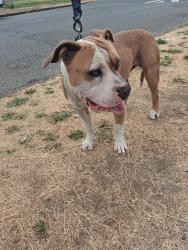 Found/Stray Male Dog last seen South Park Ave Tacoma WA 98444, Tacoma, WA 98444