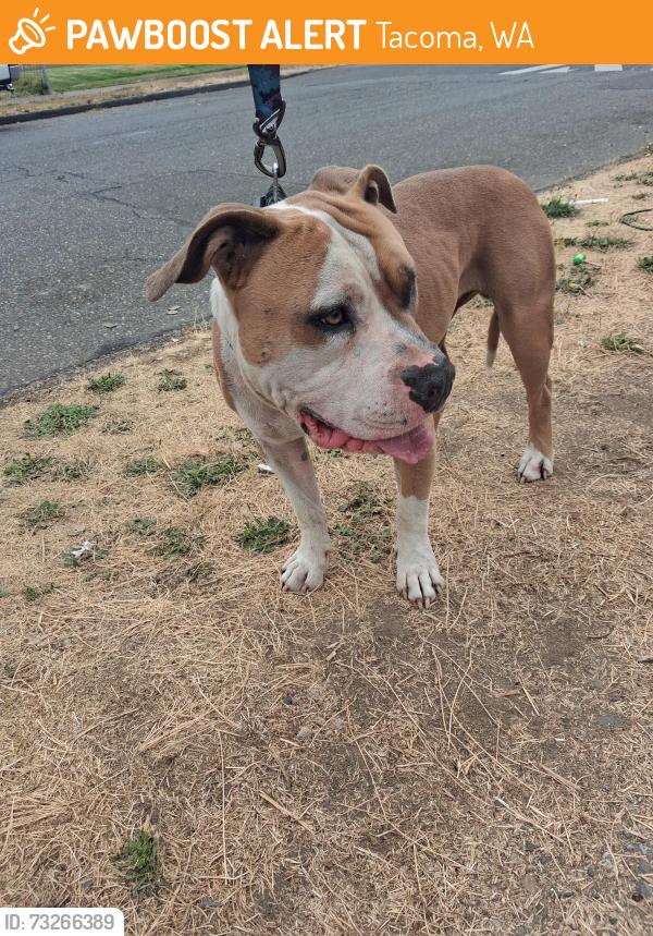 Found/Stray Male Dog last seen South Park Ave Tacoma WA 98444, Tacoma, WA 98444