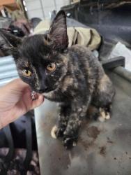 Found/Stray Unknown Cat last seen Shockley Rd and 200 E, Monroe Township, IN 47302