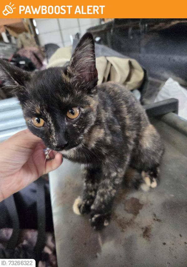 Found/Stray Unknown Cat last seen Shockley Rd and 200 E, Monroe Township, IN 47302