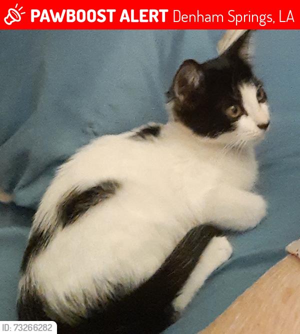 Lost Female Cat last seen Twin oaks drive, Denham Springs, LA 70706