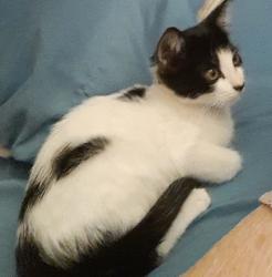 Lost Female Cat last seen Twin oaks drive, Denham Springs, LA 70706