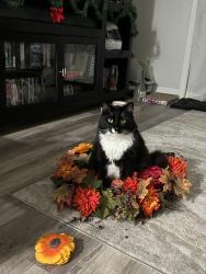 Lost Female Cat last seen Near Rancho Mission Rd, San Diego, CA 92108