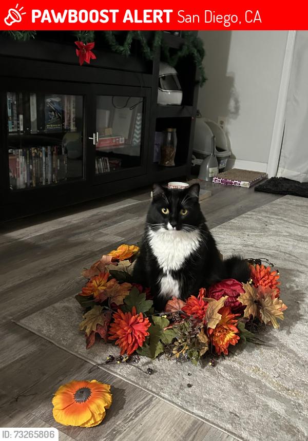 Lost Female Cat last seen Near Rancho Mission Rd, San Diego, CA 92108