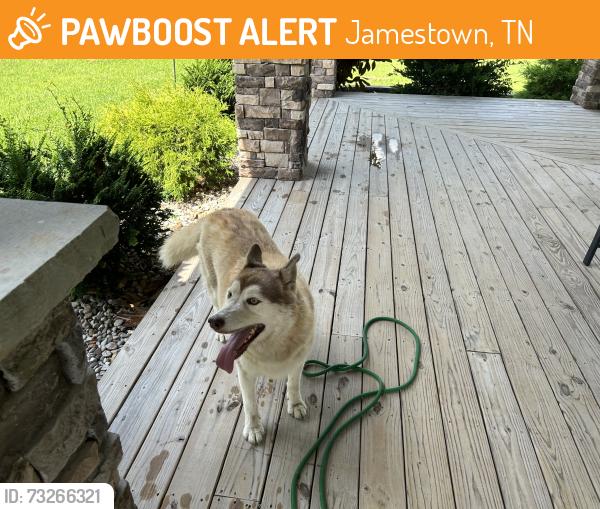 Found/Stray Female Dog last seen Near Northrup Falls Road, Jamestown Tn, Jamestown, TN 38556