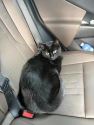 Reunited Male Cat last seen Near 13e Avenue, Montréal, QC H1B 3W2, Montréal, QC H1B 3W2