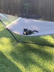 Lost Male Cat last seen Williams and Meadowside, Fort Worth, TX 76116