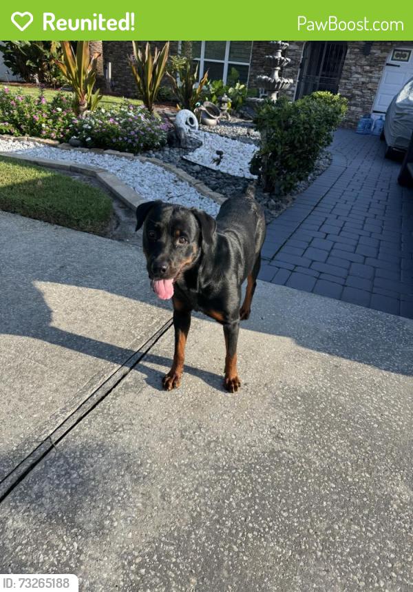 Reunited Female Dog last seen Near Granada Blvd, Orlando, FL 32836, USA, Orlando, FL 32836