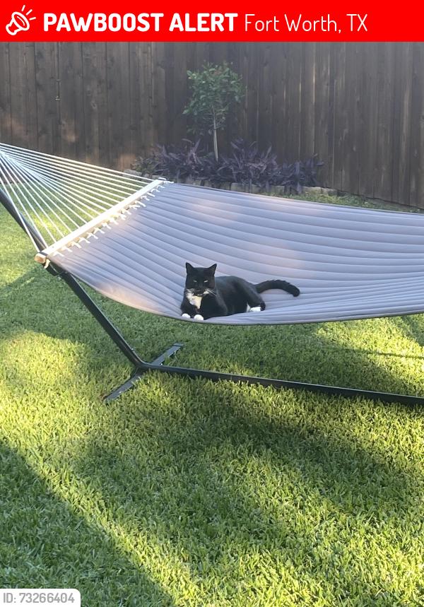 Lost Male Cat last seen Williams and Meadowside, Fort Worth, TX 76116