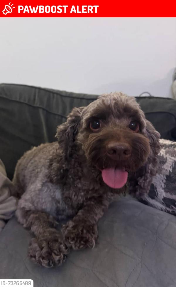 Lost Female Dog last seen Elevate apmts, North Charleston, SC 29406