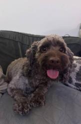 Lost Female Dog last seen Elevate apmts, North Charleston, SC 29406