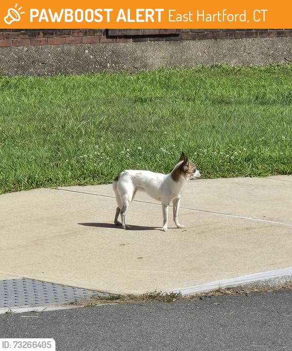Found/Stray Unknown Dog last seen Hockanum school, East Hartford, CT 06118