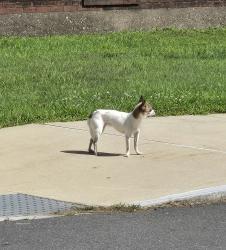 Found/Stray Unknown Dog last seen Hockanum school, East Hartford, CT 06118