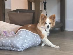 Lost Female Dog last seen San Saba, Buda, TX 78610