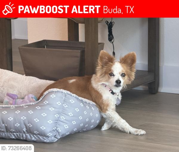 Lost Female Dog last seen San Saba, Buda, TX 78610