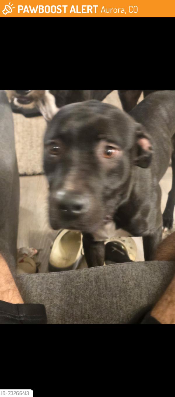 Found/Stray Male Dog last seen Parker Rd, Aurora, CO 80015