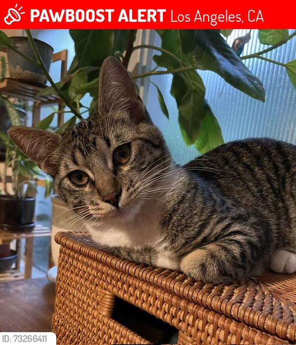 Lost Female Cat last seen West Blvd, between Washington and 23rd Street., Los Angeles, CA 90016