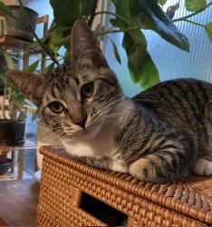 Lost Female Cat last seen West Blvd, between Washington and 23rd Street., Los Angeles, CA 90016
