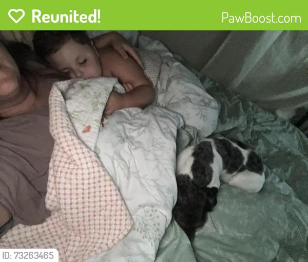 Reunited Female Dog last seen Near Fairmont parkway Pasadena,TX 77504, Pasadena, TX 77504